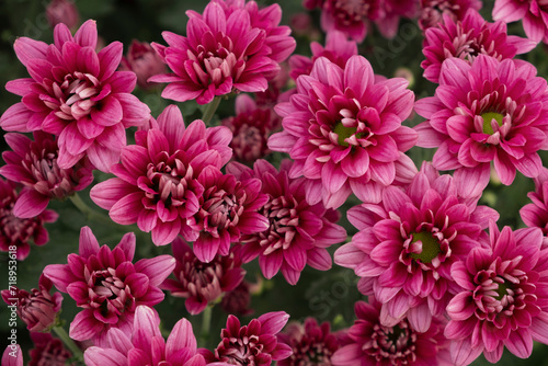 Close up Pink chrysanthemums in the garden with green leaves fill the flower garden.