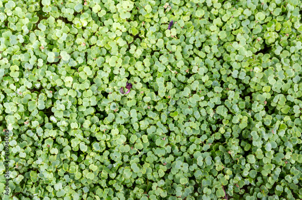 Fresh organic microgreens (baby greens). broccoli microgreens Fresh organic microgreens (baby greens). broccoli microgreens