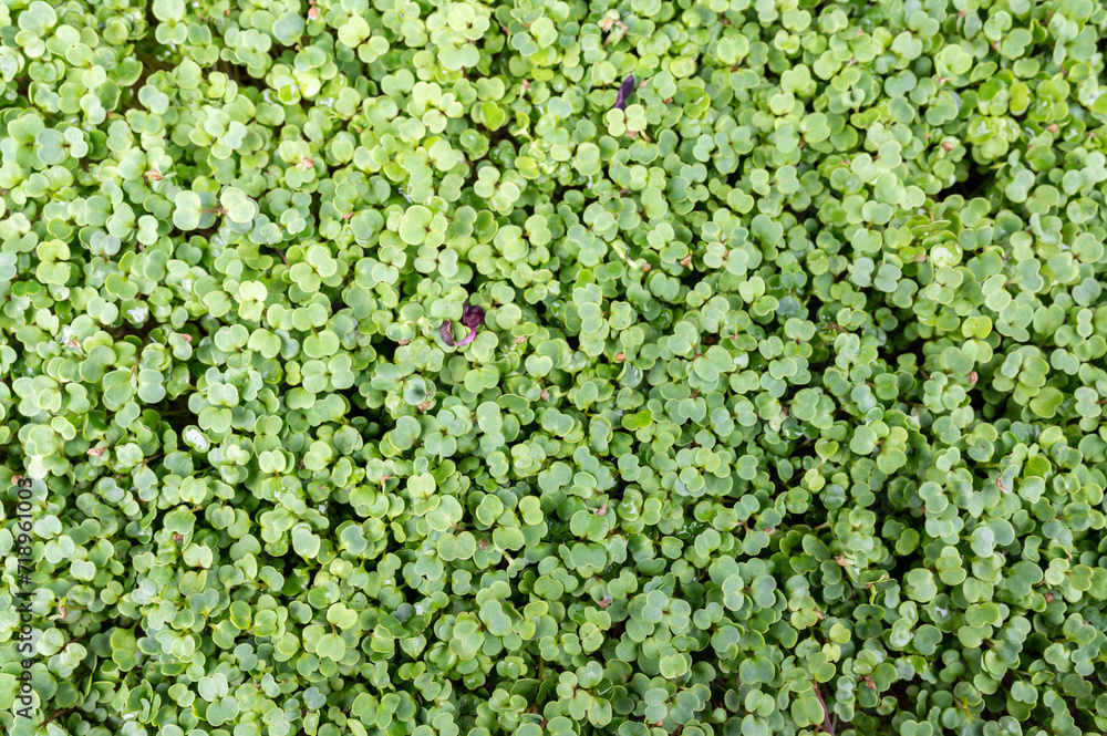 Fresh organic microgreens (baby greens). broccoli microgreens