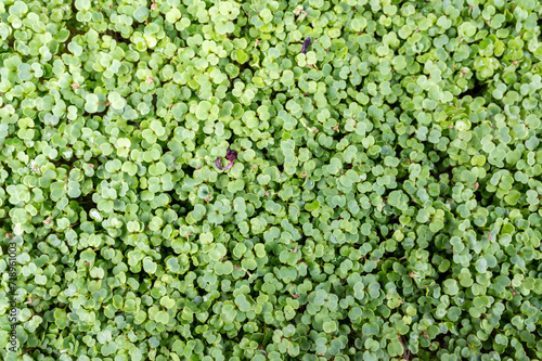 Fresh organic microgreens (baby greens). broccoli microgreens