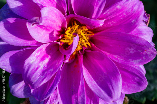 Detail of the purple flower of the Georgina plant.