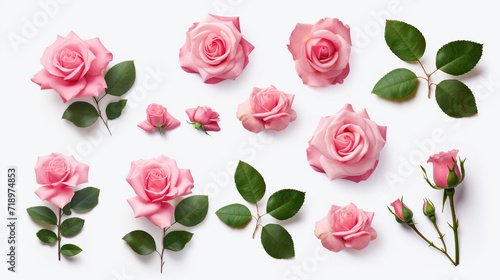 set collection of beautiful pink roses flower