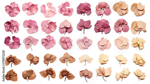 set collection of delicate dry hydrangea flowers