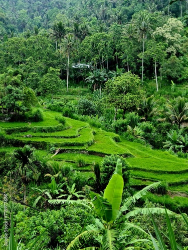 Reisfeld auf Bali im Sonnenlicht