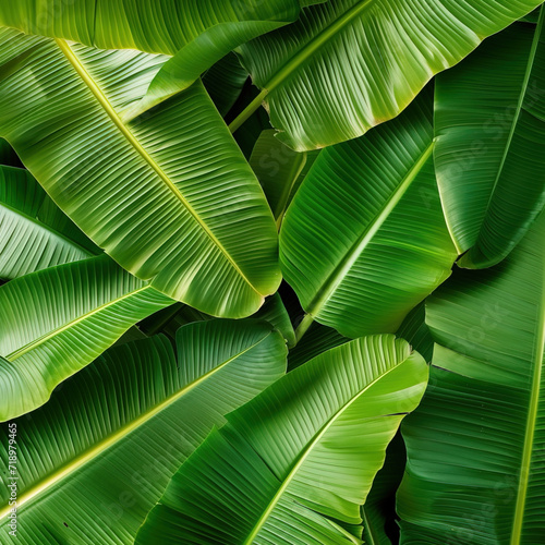 tropical Banana leaf pattern ,Close up of green Banana leaf
