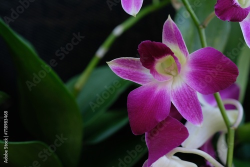 beautiful purple orchid flowers, nature background