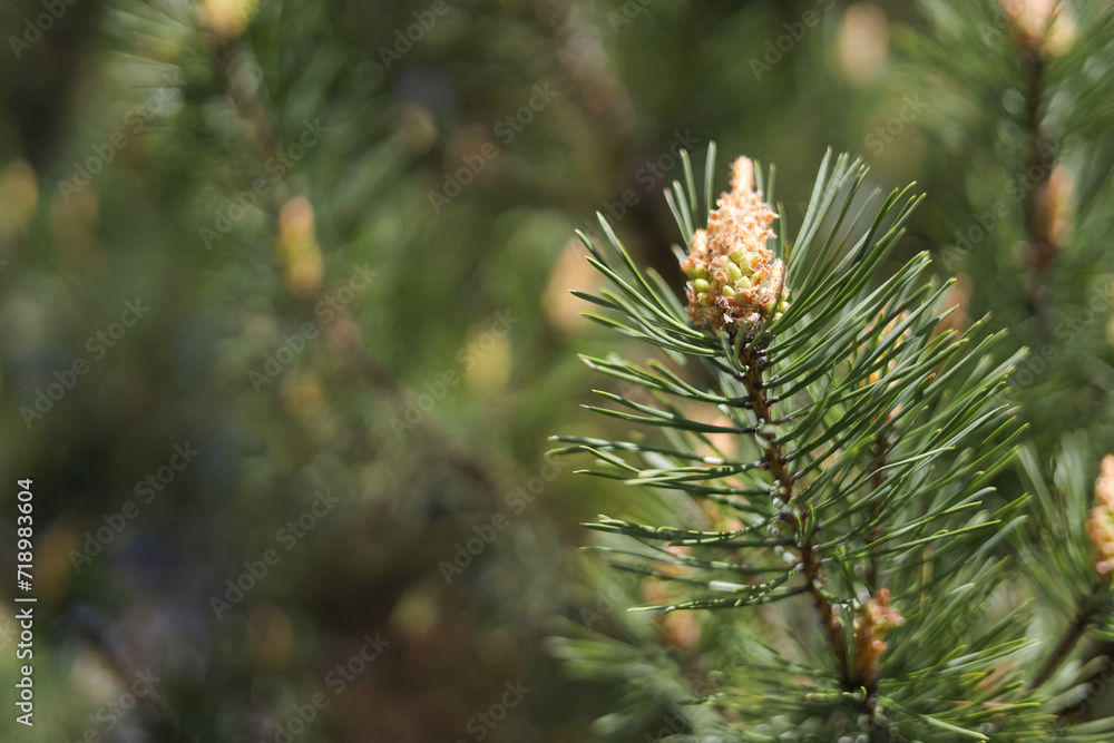 Blooming pine branch closeup in spring