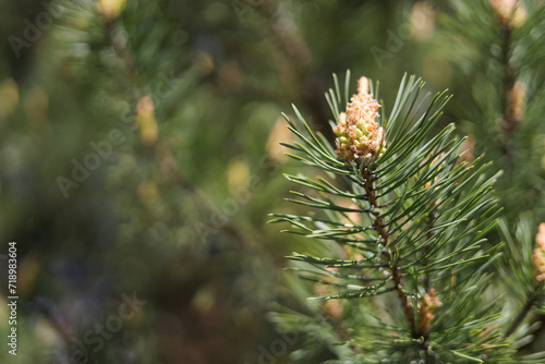 Blooming pine branch closeup in spring