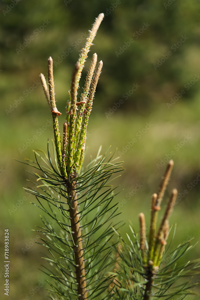 Pine branch closeup in spring