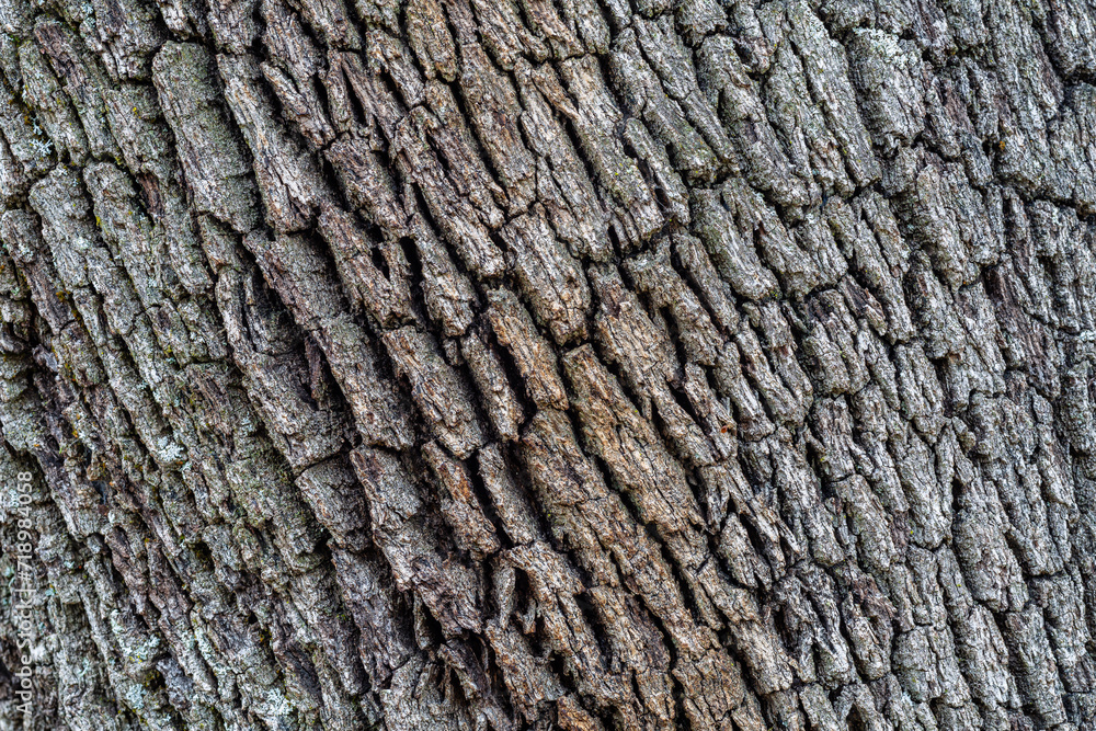 Cracked and grayish bark of Holm Oak. Quercus ilex. Cracked and grayish bark of Holm Oak. Quercus ilex.