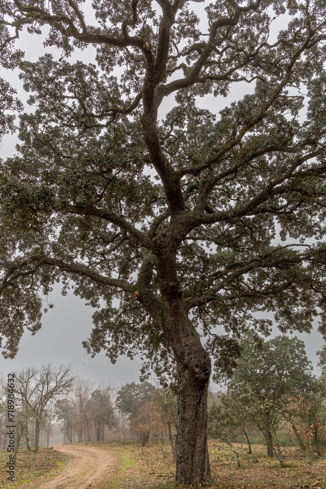 Obraz premium Holm oak with elevated trunk and path in the forest in winter. Holm oak. Quercus ilex.