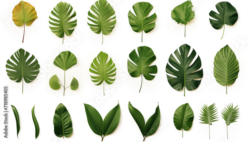 Set collection of different tropical leaves  isolated  white background