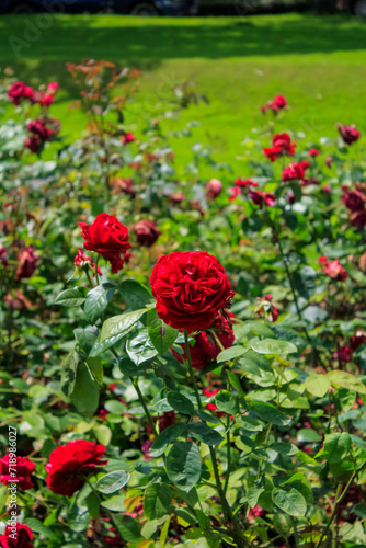 Close-up of the roses in the garden. Red roses in the garden. Nature and flower scene.