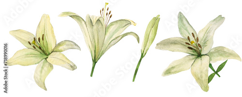 Botanical watercolor illustration of Lily. Hand drawn white flower. Artistic element lily flower bouquet isolated on white background. For cards, printing and decor.