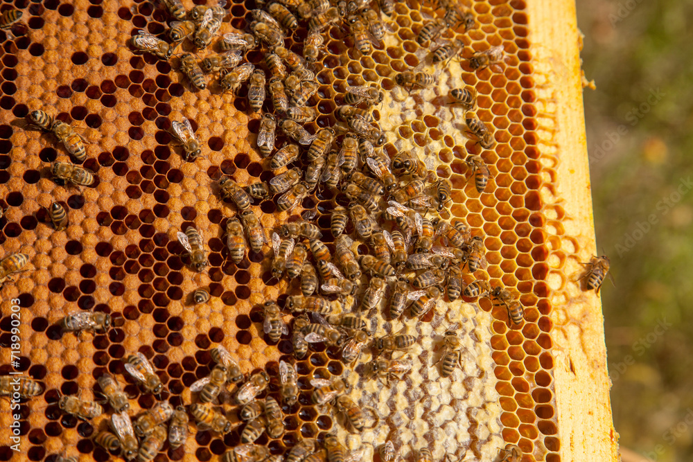Working bees in a hive on honeycomb. Bees inside hive with sealed and open cells for their young.. Working bees in a hive on honeycomb. Bees inside hive with sealed and open cells for their young..