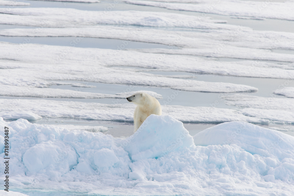 Polar bear (Ursus maritimus) on the pack ice north of Spitsbergen Island, Svalbard, Norway, Scandinavia, Europe Polar bear (Ursus maritimus) on the pack ice north of Spitsbergen Island, Svalbard, Norway, Scandinavia, Europe