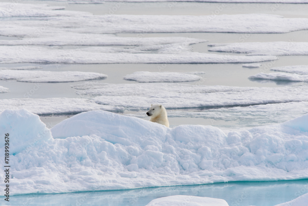 Polar bear (Ursus maritimus) on the pack ice north of Spitsbergen Island, Svalbard, Norway, Scandinavia, Europe Polar bear (Ursus maritimus) on the pack ice north of Spitsbergen Island, Svalbard, Norway, Scandinavia, Europe