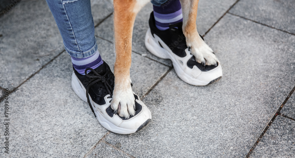 Dog Performs Trustful Trick with Paws on Owner's Sneakers