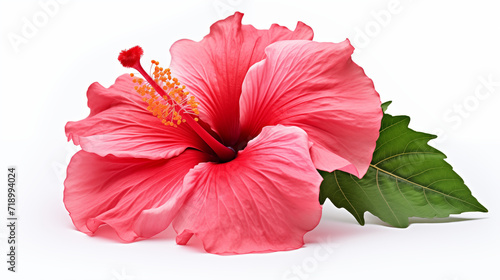 Hibiscus flower close up photography. White background