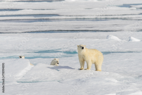 Polar bear mother (Ursus maritimus) and twin cubs on the pack ice, north of Svalbard Arctic Norway © Alexey Seafarer