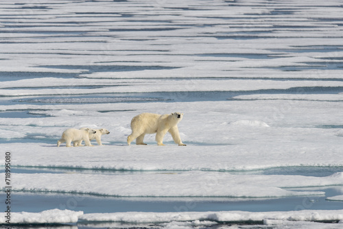 Photos Polar bear mother (Ursus maritimus) and twin cubs on the pack ice, north of Sval