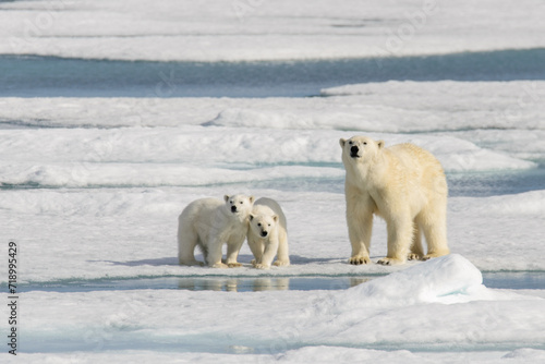 Polar bear mother  Ursus maritimus  and twin cubs on the pack ice  north of Svalbard Arctic Norway