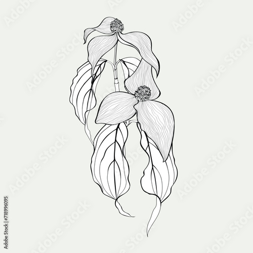 Dogwood branch with flowers. Cornus florida. Line drawing illustration.