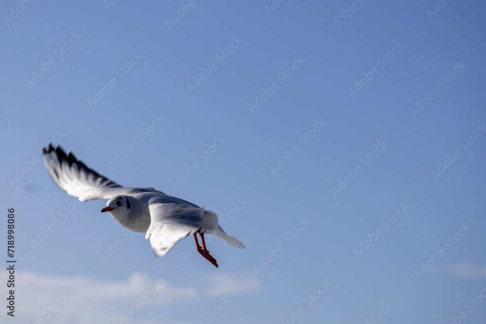 Black-headed Gull Black-headed Gull