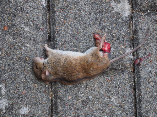 Rats can be a problem for residents, property owners, businesses and entire neighborhoods.