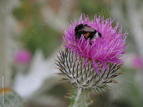 Foraging for nectar and pollen on Thistle flowers