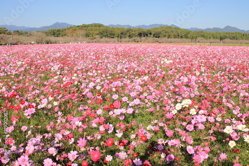 Wallpaper Mural 一面に広がるコスモス畑 Torontodigital.ca