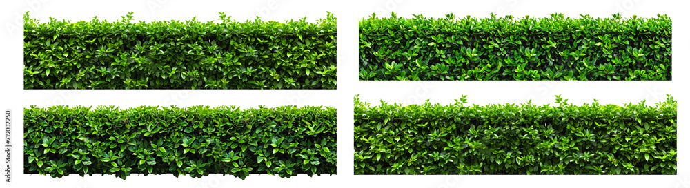Green hedge or Green Leaves Wall isolated on a white transparent background Green hedge or Green Leaves Wall isolated on a white transparent background