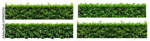 Green hedge or Green Leaves Wall isolated on a white transparent background photo