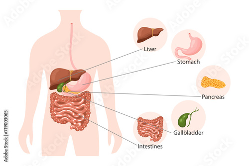 Human digestive system anatomy, infographics banner. Liver, stomach, pancreas, gallbladder, intestines and human body. Medical concept. Poster, vector