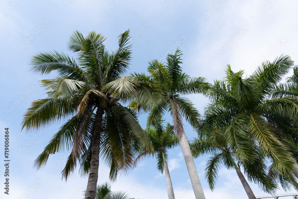 Obraz premium View Coconut tree with sky background