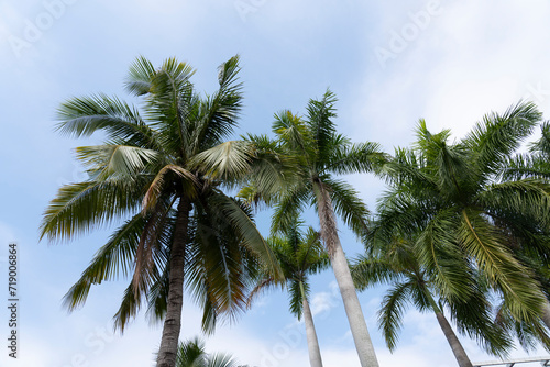 View Coconut tree with sky background