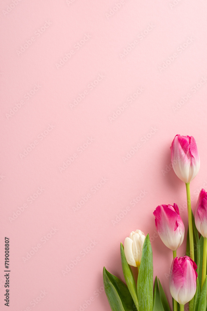 Cherish the moments together! Overhead vertical shot of gorgeous tulips on a subtle pink background, creating a beautiful space for your loving message or promotional content