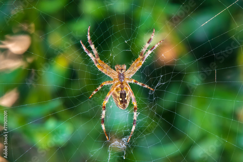 The cross spider sits in the center of the web, waiting for a victim. Closeup of an insect