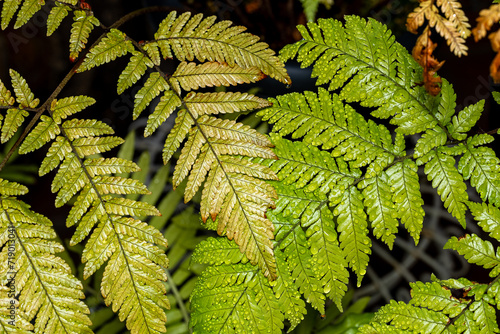 Leaves of athyrium niponicum, a type of fern. photo