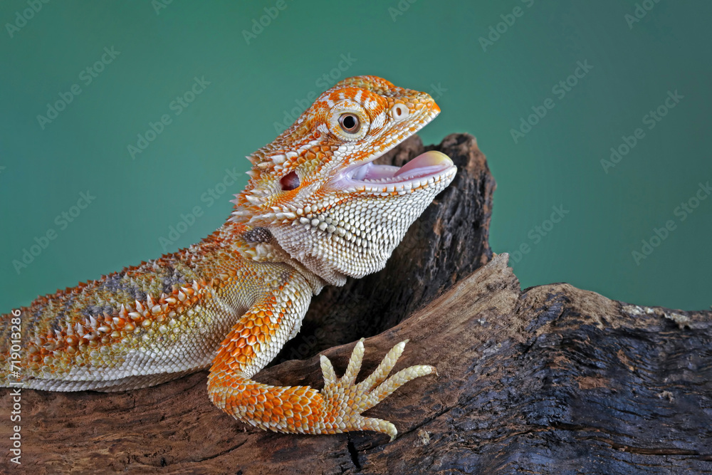 Obraz premium bearded dragon sitting on wood, cute lizard on black background, animals closeup
