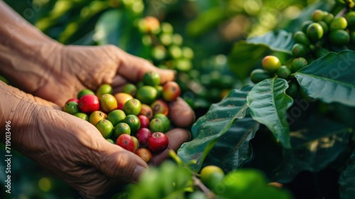Arabica coffee produced by farmers Robusta and Arabica coffee beans by farmer Gia Lai's hands photo