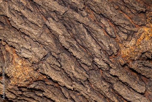Bark of a broad-leaved tree in the forest, close-up.