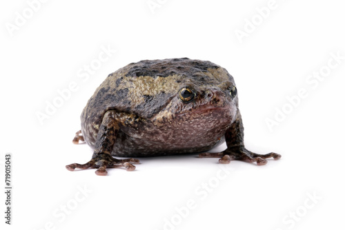 Banded bullfrog kaloula pulchra toad isolated on white