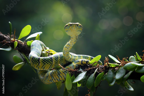 wagleri pit viper snakes on branch (tropidolaemus wagleri), ular mangrove photo
