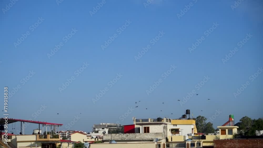 Pigeon Flight Over Dehradun: A soaring pigeon in the skies above the city, witnessing the population surge of pigeons in Dehradun, Uttarakhand, India Pigeon Flight Over Dehradun: A soaring pigeon in the skies above the city, witnessing the population surge of pigeons in Dehradun, Uttarakhand, India