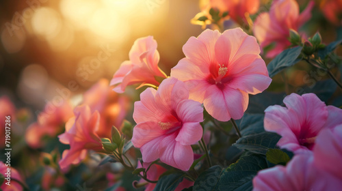 Vibrant Pink Flowers in the Golden Hour Glow