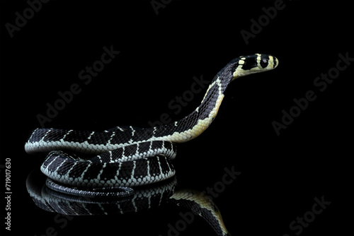 Baby king cobra isolated on black, Indonesian snake with can be very deadly, very venomous snake (ophiopahus hannah), animal closeup