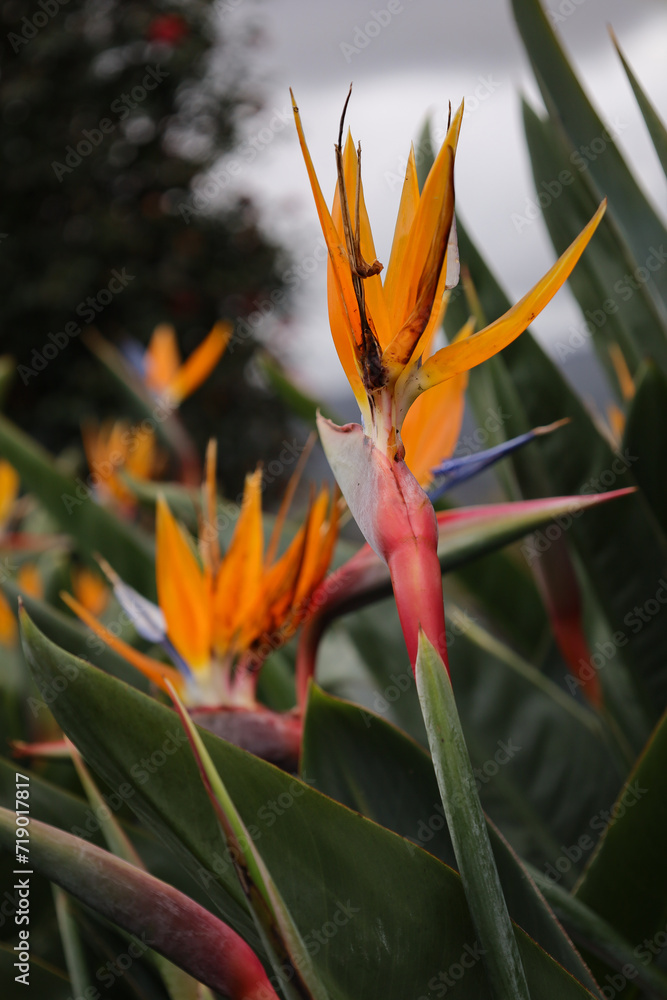 Imponujące, wielobarwne kwiaty strelicji, rajskiego ptaka rosnące na pięknej zielonej Maderze. Impressive, multi-colored flowers of strelitzia, a bird of paradise, growing in the beautiful Madeira.