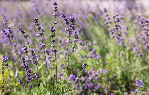 Blooming lavender on the field