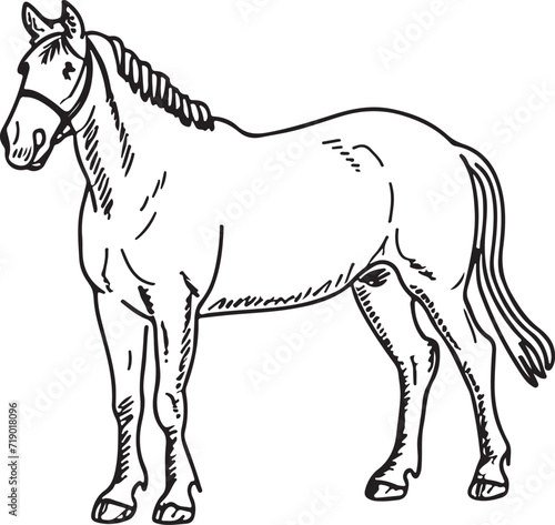 Horse Line art vector illustration black color